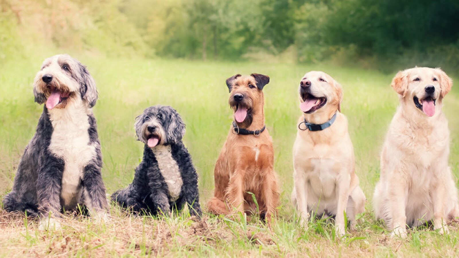 Pet Health App case study, How We Cut CPI to $1.10 While Driving 4K+ App Installs in 30 Days